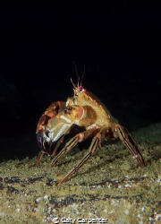 Velvet Swimming Crab (Necora puber) - Picture taken in Ke... by Gary Carpenter 